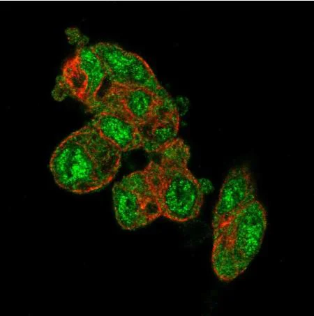 Immunocytochemistry - Anti-PRODH2 antibody (AB151130)
