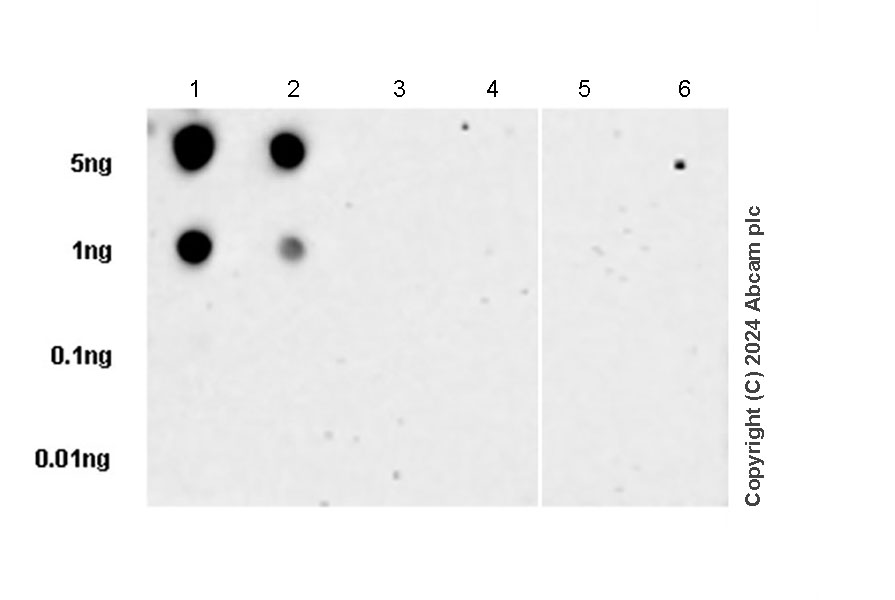Dot Blot - Anti-ProDynorphin antibody [EPR28632-48] (ab318966), expandable thumbnail