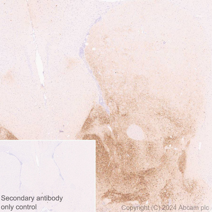 Immunohistochemistry (Formalin/PFA-fixed paraffin-embedded sections) - Anti-ProDynorphin antibody [EPR28632-48] (ab318966), expandable thumbnail