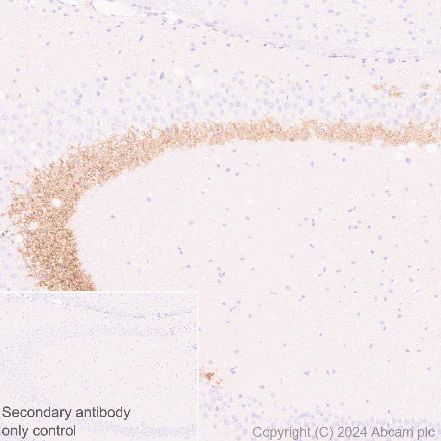 Immunohistochemistry (Formalin/PFA-fixed paraffin-embedded sections) - Anti-ProDynorphin antibody [EPR28632-48] (ab318966), expandable thumbnail