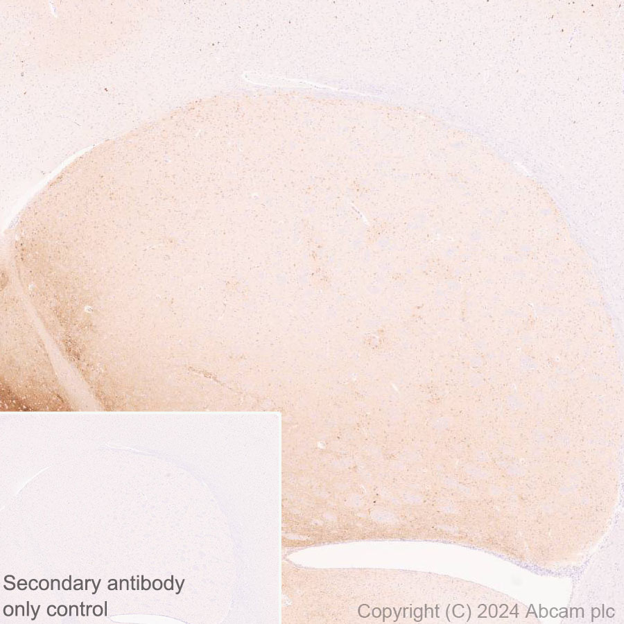 Immunohistochemistry (Formalin/PFA-fixed paraffin-embedded sections) - Anti-ProDynorphin antibody [EPR28632-48] (ab318966), expandable thumbnail