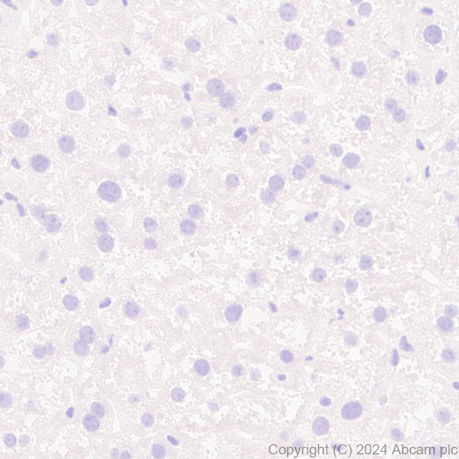 Immunohistochemistry (Formalin/PFA-fixed paraffin-embedded sections) - Anti-ProDynorphin antibody [EPR28632-48] (ab318966), expandable thumbnail