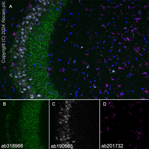 Immunohistochemistry (Frozen sections) - Anti-ProDynorphin antibody [EPR28632-48] (AB318966), expandable thumbnail