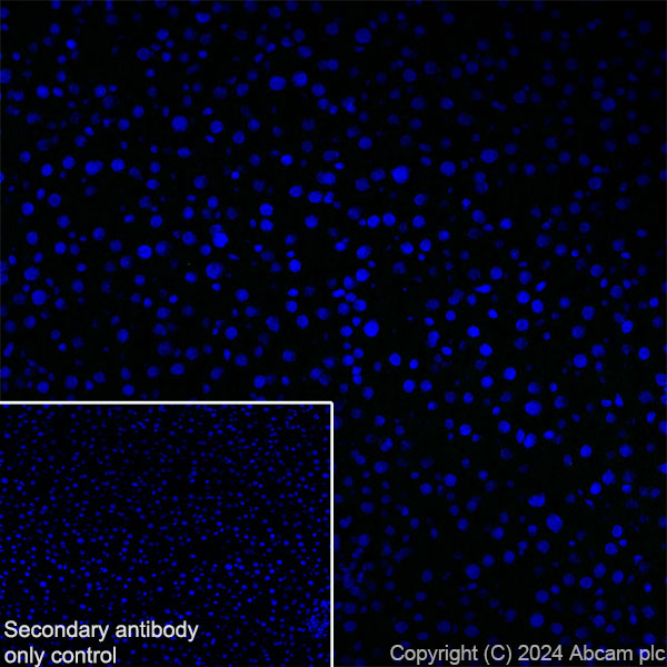 Immunohistochemistry (Frozen sections) - Anti-ProDynorphin antibody [EPR28632-48] (ab318966), expandable thumbnail