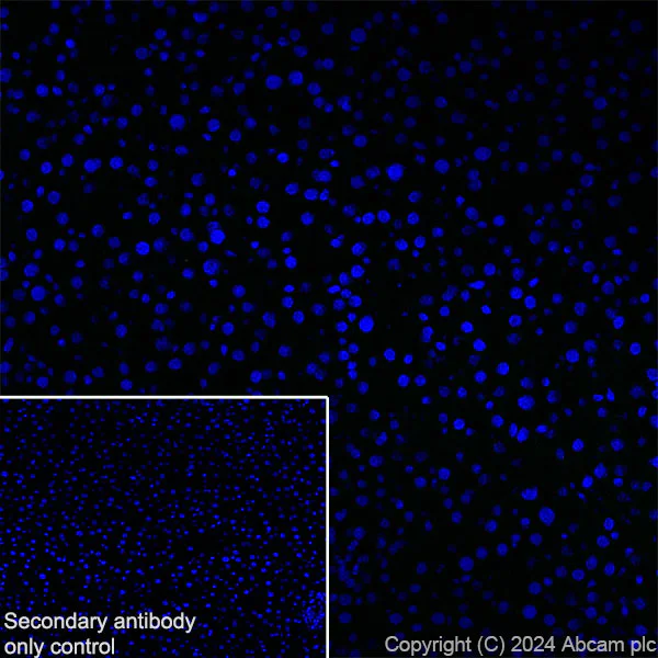 Immunohistochemistry (Frozen sections) - Anti-ProDynorphin antibody [EPR28632-48] (AB318966)