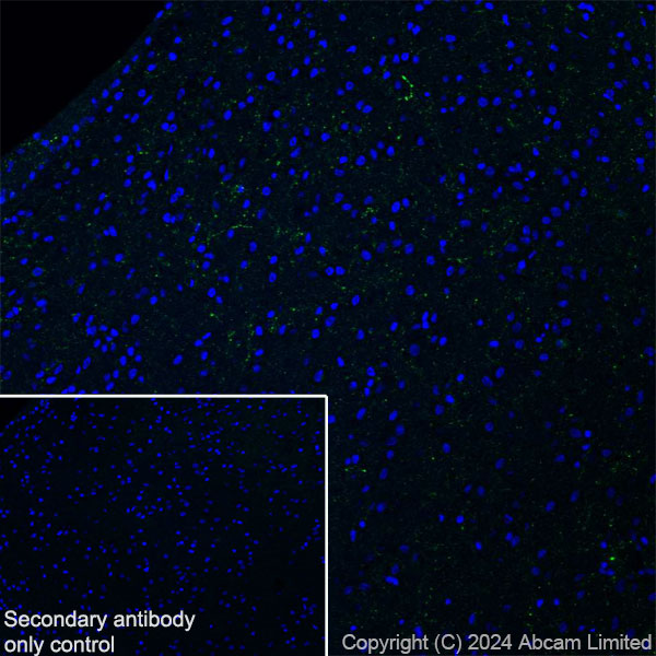 Immunohistochemistry (Frozen sections) - Anti-ProDynorphin antibody [EPR28632-48] (AB318966), expandable thumbnail