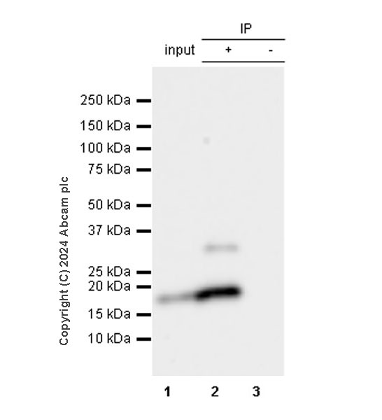 Immunoprecipitation - Anti-ProDynorphin antibody [EPR28632-48] (ab318966), expandable thumbnail