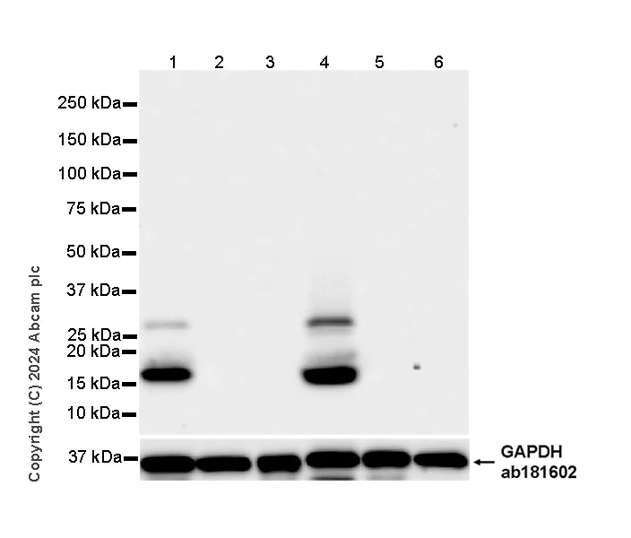 Western blot - Anti-ProDynorphin antibody [EPR28632-48] (AB318966)