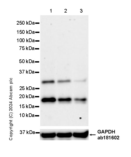 Western blot - Anti-ProDynorphin antibody [EPR28632-48] (ab318966), expandable thumbnail