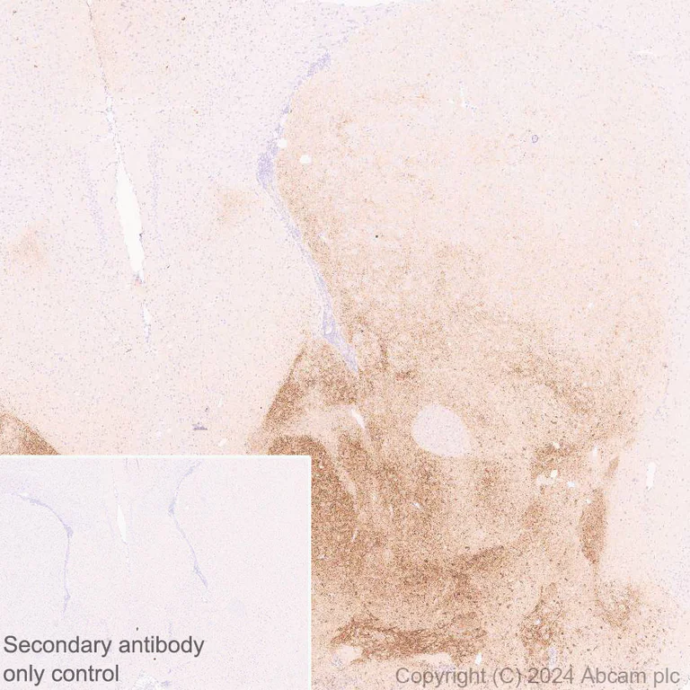 Immunohistochemistry (Formalin/PFA-fixed paraffin-embedded sections) - Anti-ProDynorphin antibody [EPR28632-48] - BSA and Azide free (AB318967)