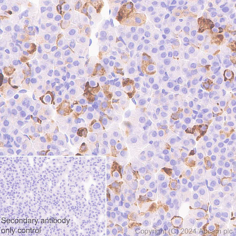 Immunohistochemistry (Formalin/PFA-fixed paraffin-embedded sections) - Anti-ProDynorphin antibody [EPR28632-48] - BSA and Azide free (AB318967)