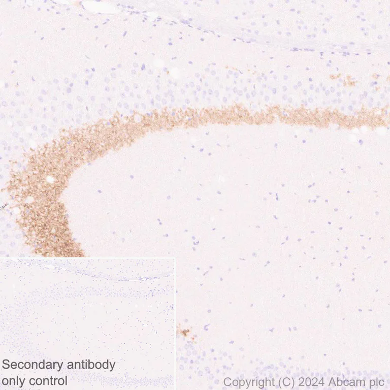 Immunohistochemistry (Formalin/PFA-fixed paraffin-embedded sections) - Anti-ProDynorphin antibody [EPR28632-48] - BSA and Azide free (AB318967)