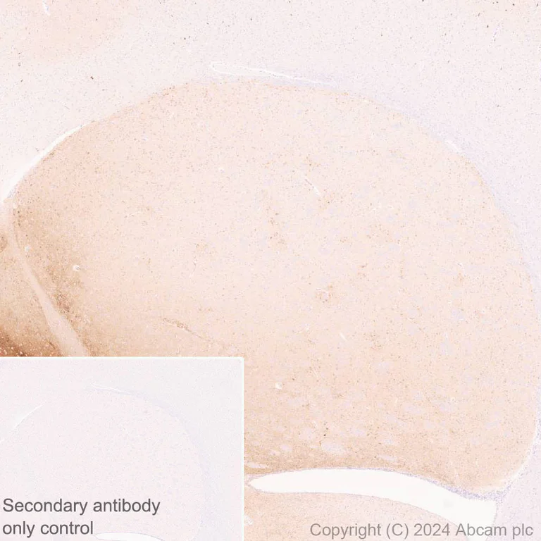 Immunohistochemistry (Formalin/PFA-fixed paraffin-embedded sections) - Anti-ProDynorphin antibody [EPR28632-48] - BSA and Azide free (AB318967)