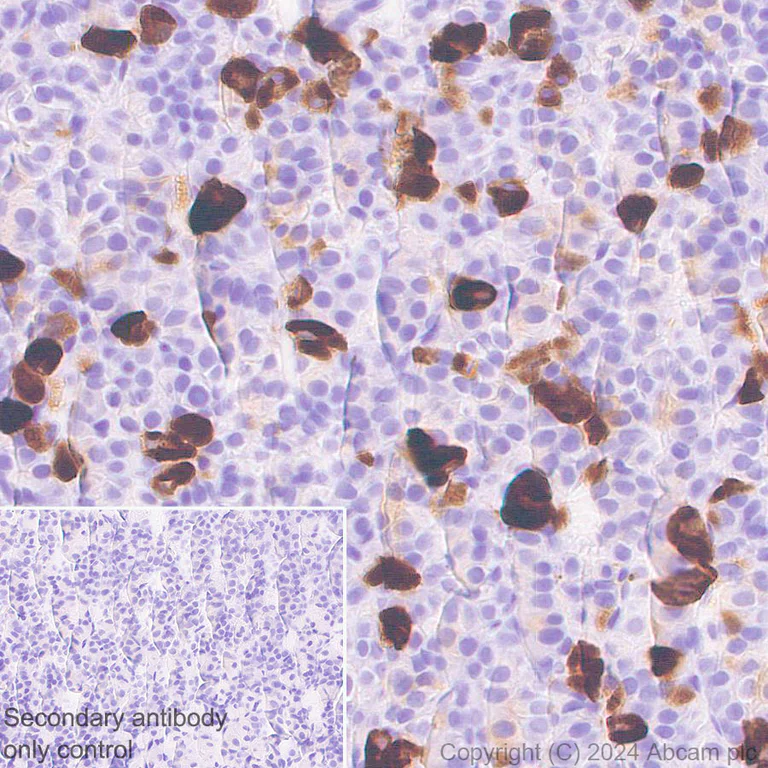 Immunohistochemistry (Formalin/PFA-fixed paraffin-embedded sections) - Anti-ProDynorphin antibody [EPR28632-48] - BSA and Azide free (AB318967)