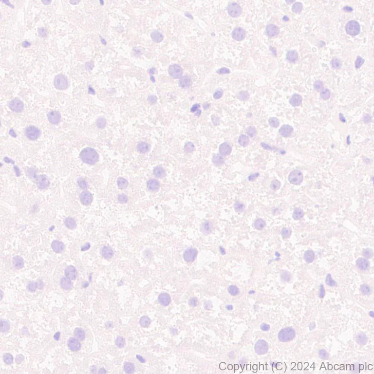 Immunohistochemistry (Formalin/PFA-fixed paraffin-embedded sections) - Anti-ProDynorphin antibody [EPR28632-48] - BSA and Azide free (AB318967)