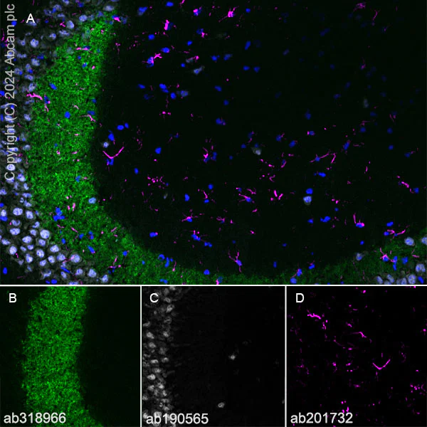 Immunohistochemistry (Frozen sections) - Anti-ProDynorphin antibody [EPR28632-48] - BSA and Azide free (AB318967)