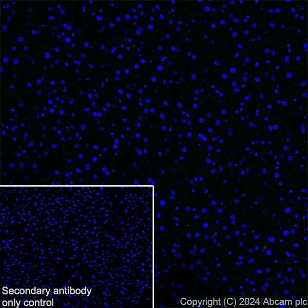 Immunohistochemistry (Frozen sections) - Anti-ProDynorphin antibody [EPR28632-48] - BSA and Azide free (AB318967)