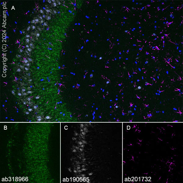 Immunohistochemistry (Frozen sections) - Anti-ProDynorphin antibody [EPR28632-48] - BSA and Azide free (AB318967)