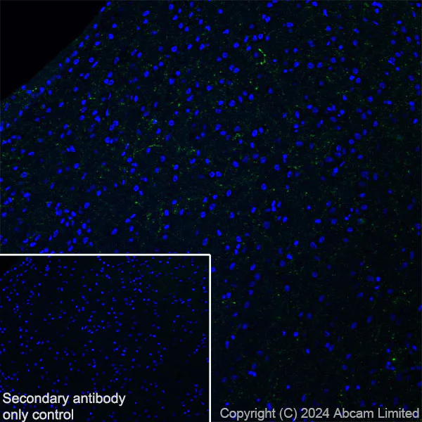 Immunohistochemistry (Frozen sections) - Anti-ProDynorphin antibody [EPR28632-48] - BSA and Azide free (AB318967)