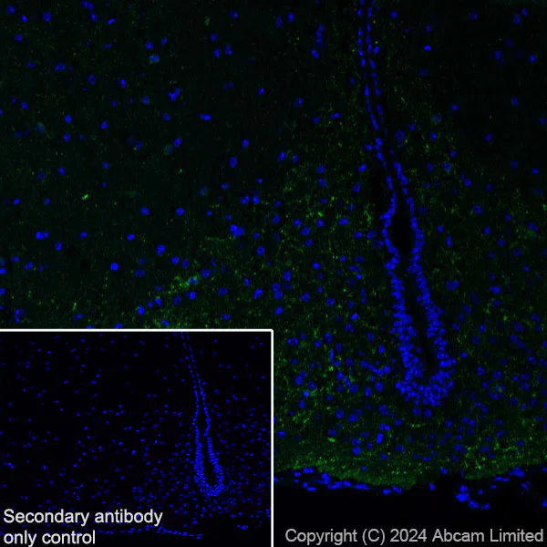Immunohistochemistry (Frozen sections) - Anti-ProDynorphin antibody [EPR28632-48] - BSA and Azide free (AB318967)