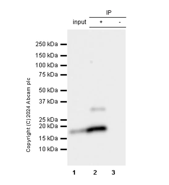 Immunoprecipitation - Anti-ProDynorphin antibody [EPR28632-48] - BSA and Azide free (AB318967)