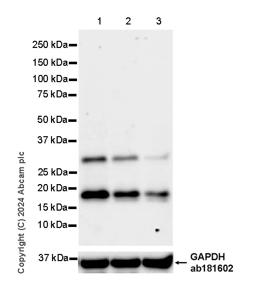 Western blot - Anti-ProDynorphin antibody [EPR28632-48] - BSA and Azide free (AB318967)