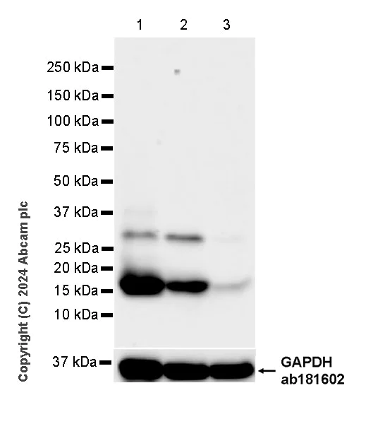 Western blot - Anti-ProDynorphin antibody [EPR28632-48] - BSA and Azide free (AB318967)