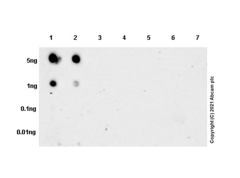 Dot Blot - Anti-Proenkephalin-B antibody [EPR24508-29] - BSA and Azide free (AB282598)
