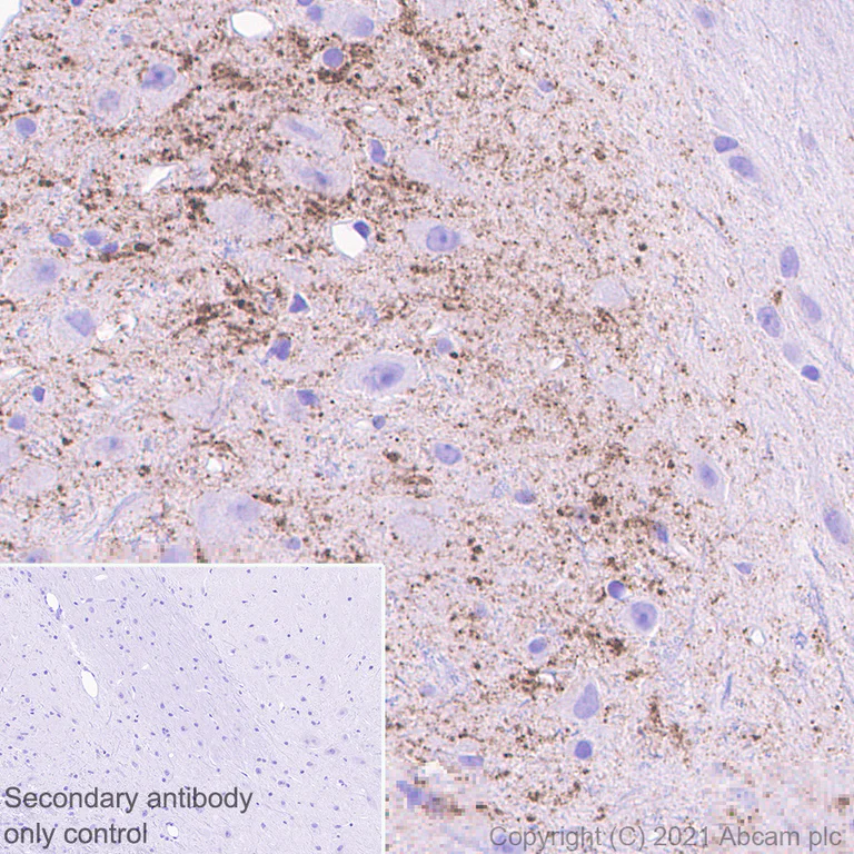 Immunohistochemistry (Formalin/PFA-fixed paraffin-embedded sections) - Anti-Proenkephalin-B antibody [EPR24508-29] - BSA and Azide free (AB282598)