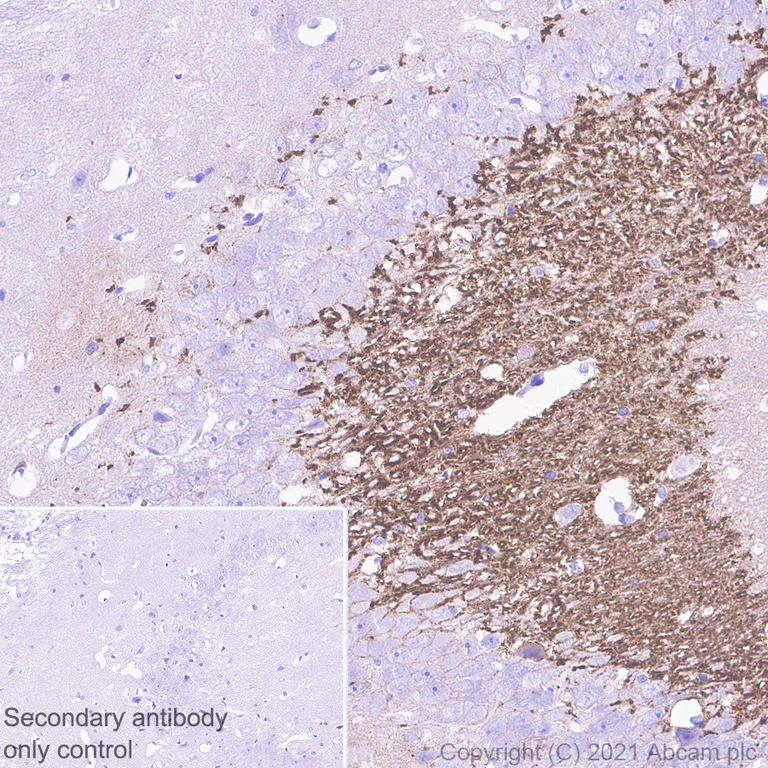 Immunohistochemistry (Formalin/PFA-fixed paraffin-embedded sections) - Anti-Proenkephalin-B antibody [EPR24508-29] - BSA and Azide free (AB282598)