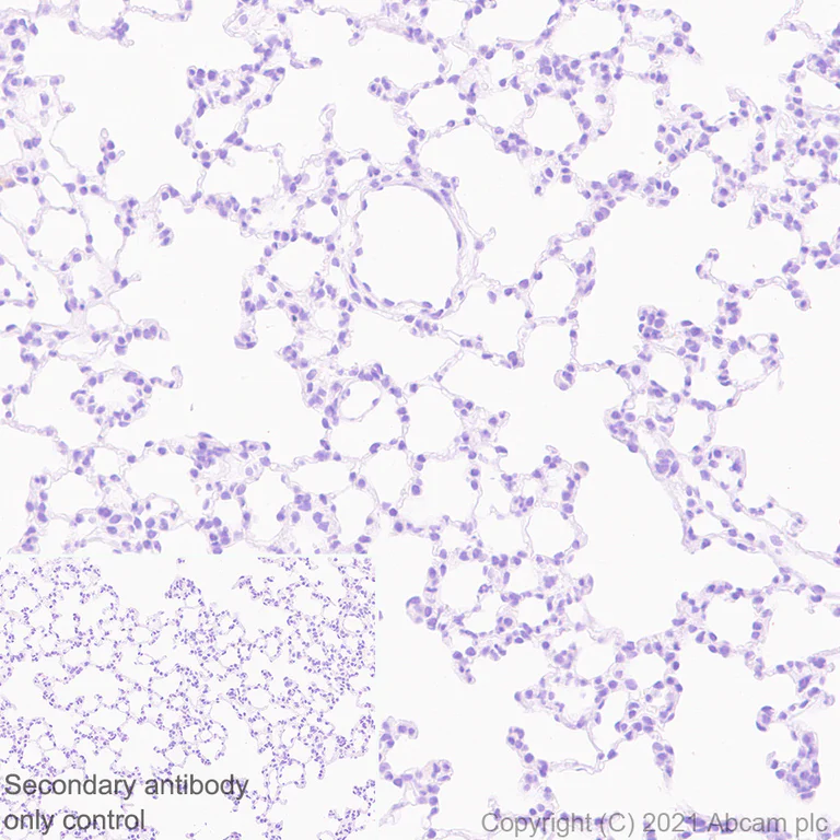 Immunohistochemistry (Formalin/PFA-fixed paraffin-embedded sections) - Anti-Proenkephalin-B antibody [EPR24508-29] - BSA and Azide free (AB282598)