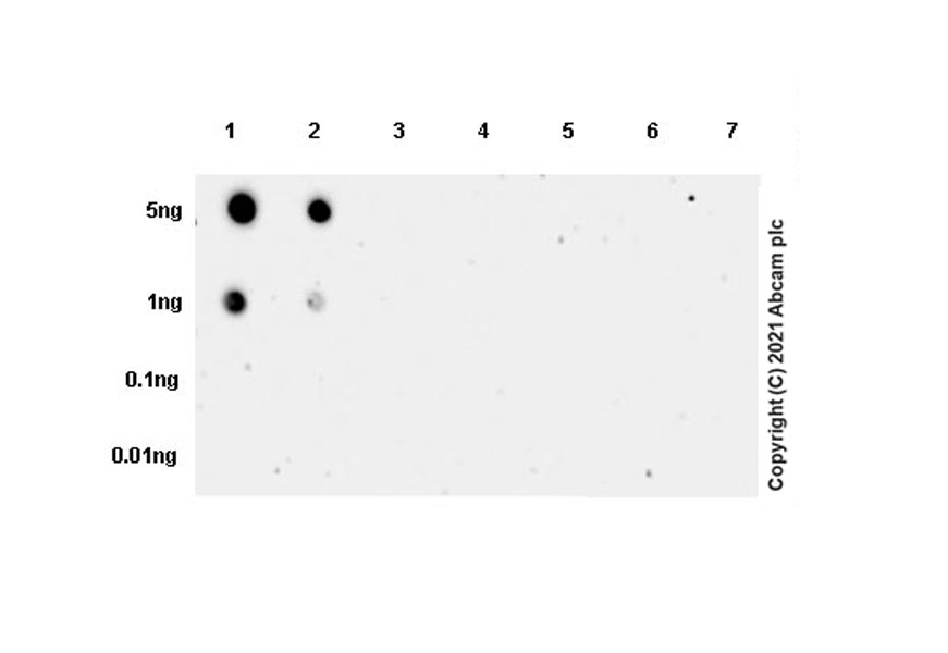 Dot Blot - Anti-Proenkephalin-B antibody [EPR24508-78] (AB283501), expandable thumbnail