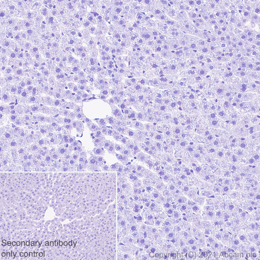 Immunohistochemistry (Formalin/PFA-fixed paraffin-embedded sections) - Anti-Proenkephalin-B antibody [EPR24508-78] (ab283501), expandable thumbnail