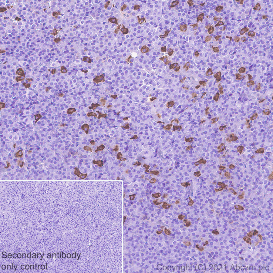 Immunohistochemistry (Formalin/PFA-fixed paraffin-embedded sections) - Anti-Proenkephalin-B antibody [EPR24508-78] (ab283501), expandable thumbnail