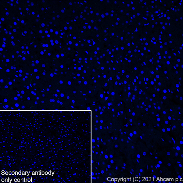 Immunohistochemistry (Frozen sections) - Anti-Proenkephalin-B antibody [EPR24508-78] (ab283501), expandable thumbnail