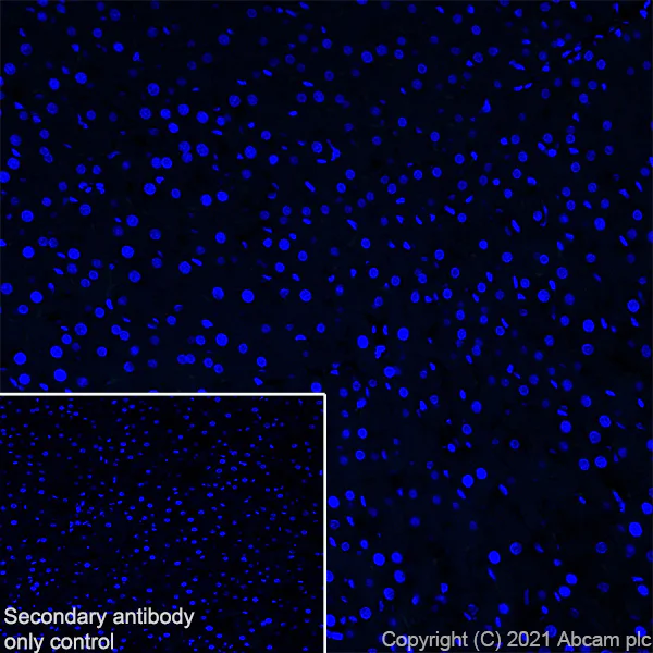 Immunohistochemistry (Frozen sections) - Anti-Proenkephalin-B antibody [EPR24508-78] (AB283501)