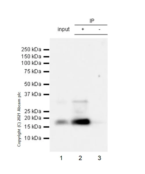 Immunoprecipitation - Anti-Proenkephalin-B antibody [EPR24508-78] (AB283501)