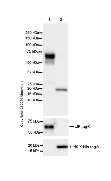 Western blot - Anti-Proenkephalin-B antibody [EPR24508-78] (AB283501), expandable thumbnail