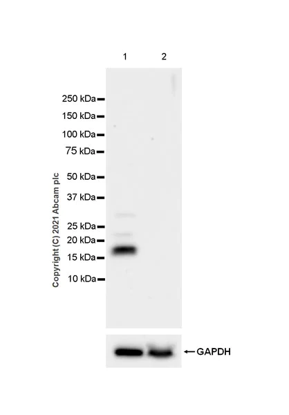Western blot - Anti-Proenkephalin-B antibody [EPR24508-78] (AB283501)