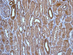 Immunohistochemistry (Formalin/PFA-fixed paraffin-embedded sections) - Anti-Profilin 1 antibody [EPR6303] (AB133529), expandable thumbnail