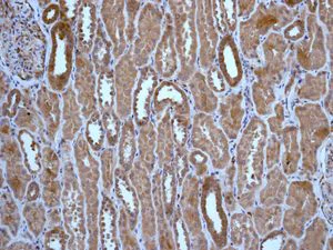 Immunohistochemistry (Formalin/PFA-fixed paraffin-embedded sections) - Anti-Profilin 1 antibody [EPR6303] (AB133529)