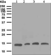 Western blot - Anti-Profilin 1 antibody [EPR6303] (AB133529), expandable thumbnail