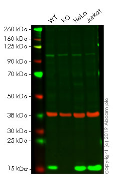 Western blot - Anti-Profilin 1 antibody [EPR6303] - BSA and Azide free (AB248536), expandable thumbnail