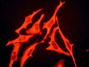 Immunocytochemistry/ Immunofluorescence - Anti-Profilin 1 antibody [EPR6304] (ab124904), expandable thumbnail