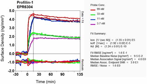 OI-RD Scanning - Anti-Profilin 1 antibody [EPR6304] (ab124904), expandable thumbnail