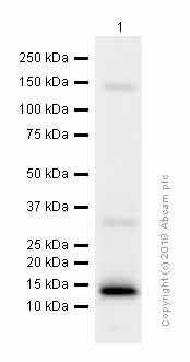 Western blot - Anti-Profilin 1 antibody [EPR6304] (AB124904), expandable thumbnail