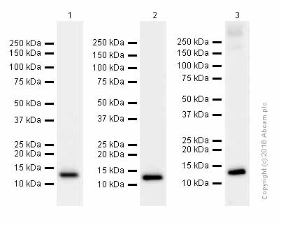 Western blot - Anti-Profilin 1 antibody [EPR6304] (AB124904), expandable thumbnail