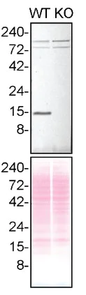 Western blot - Anti-Profilin 1 antibody [EPR6304] - BSA and Azide free (AB232020)
