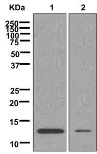 Western blot - Anti-Profilin 2 antibody [EPR11030] - BSA and Azide free (AB249818), expandable thumbnail
