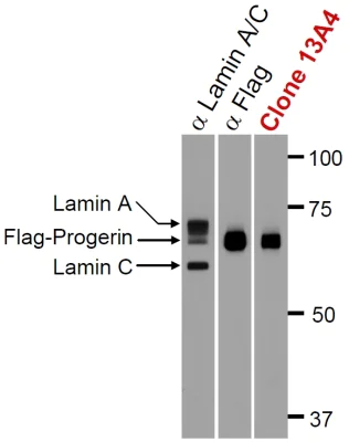 Western blot - Anti-Progerin antibody [13A4] (AB66587)